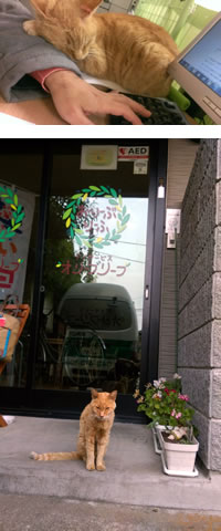 オリーブリーフ